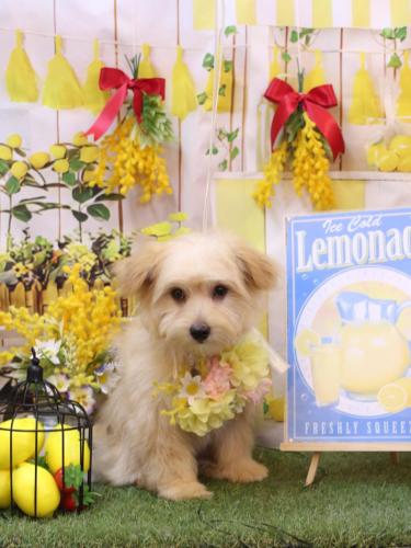 20240428ルッカくん